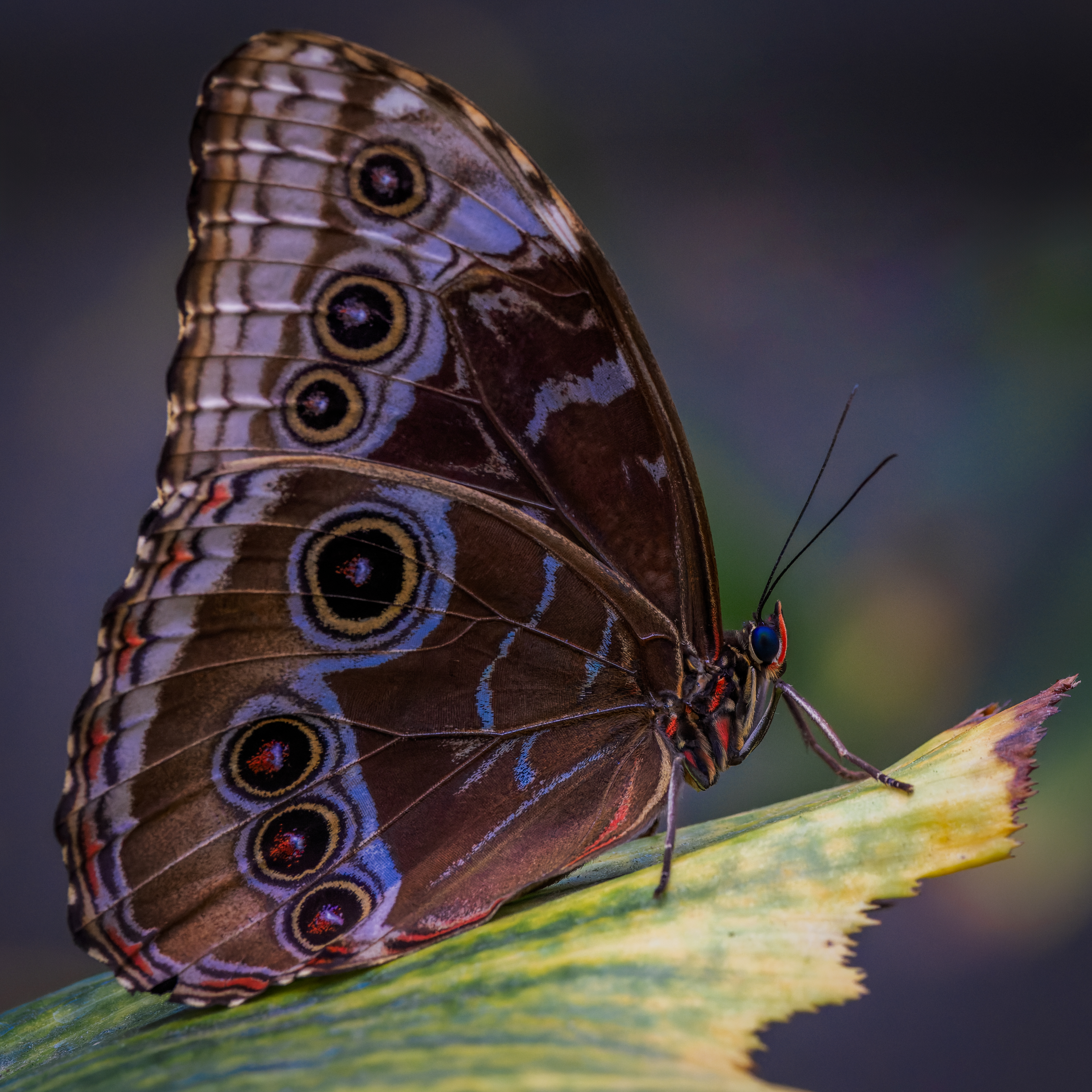 CCosta Butterfly