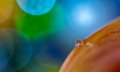 Fun and Limitations with Extension Tubes: Macro/Closeup Photography Part II