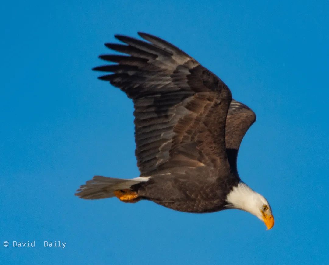 Bald Eagle flying