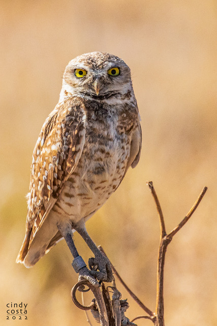 CCosta Burrowing Owl 0484