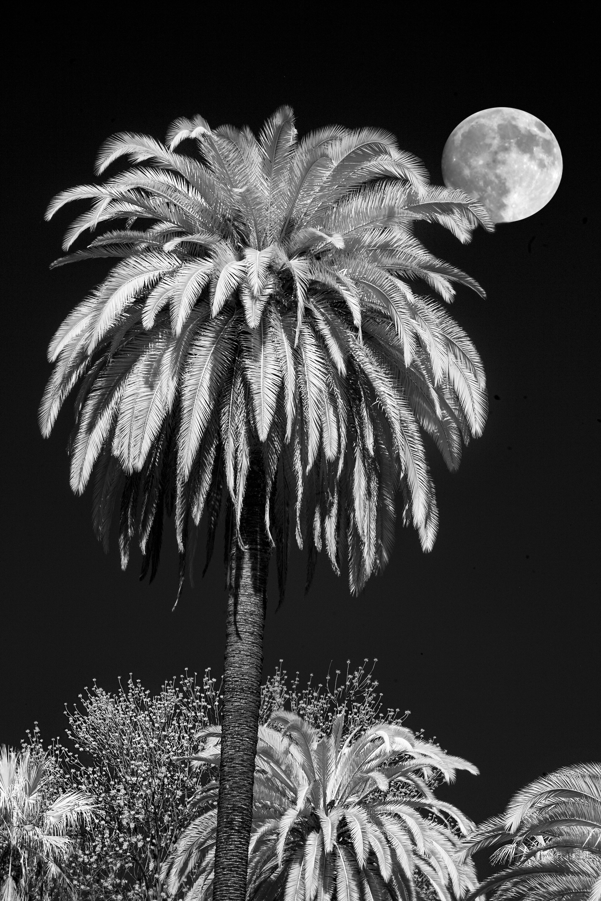 Whitesides mary moon over palm
