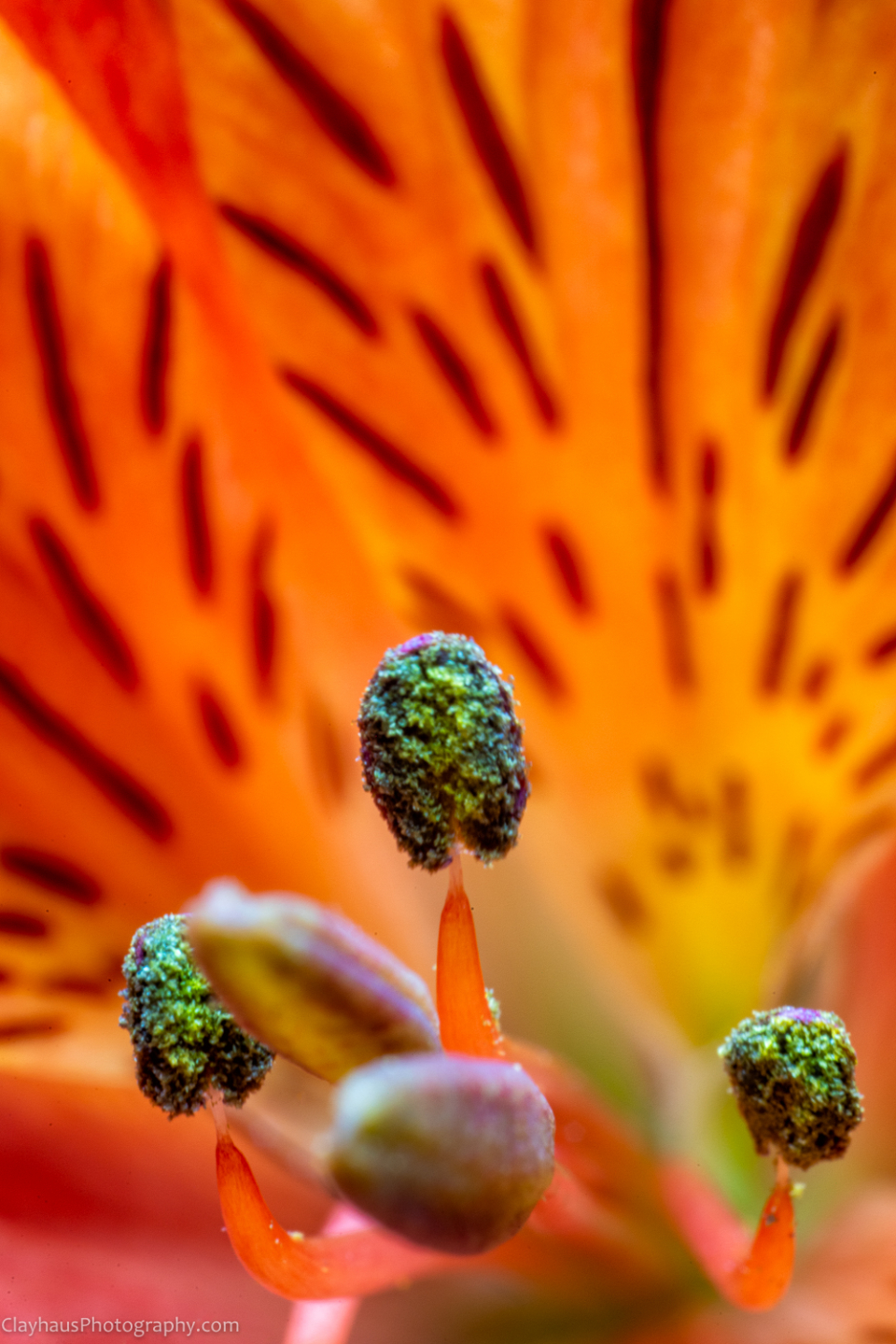 Getting Extreme with Reverse Lens Photography: Macro/Closeup Photography Part IV