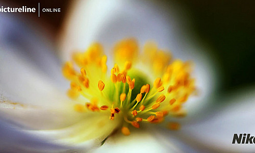 Pictureline Presents Backyard Macro Photography with Tony Krup and Andy Dunaway